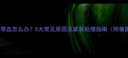 狗狗便便带血怎么办5大常见原因及紧急处理指南附兽医建议
