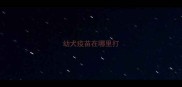 幼犬疫苗在哪里打