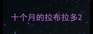 十个月的拉布拉多