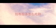 拉布拉多怎么吃胖