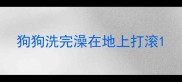 狗狗洗完澡在地上打滚