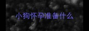 小狗怀孕准备什么