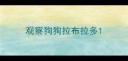 观察狗狗拉布拉多