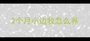 2个月小边牧怎么养