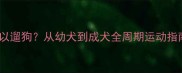 科学指南哈士奇多大可以遛狗从幼犬到成犬全周期运动指南附专业养宠方案
