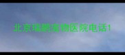 北京瑞鹏宠物医院电话