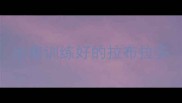 出售训练好的拉布拉多