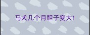 马犬几个月胆子变大