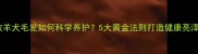 边境牧羊犬毛发如何科学养护5大黄金法则打造健康亮泽被毛