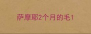 萨摩耶2个月的毛