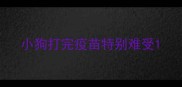 小狗打完疫苗特别难受