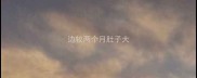 边牧两个月肚子大