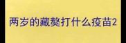 两岁的藏獒打什么疫苗