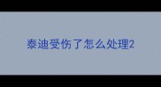 泰迪受伤了怎么处理