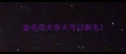 金毛幼犬多大可以剃毛