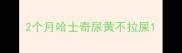 2个月哈士奇尿黄不拉屎