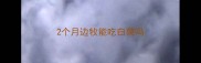 2个月边牧能吃白菜吗