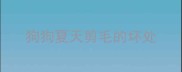 狗狗夏天剪毛的坏处