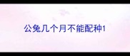 公兔几个月不能配种