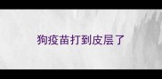 狗疫苗打到皮层了