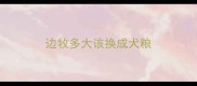 边牧多大该换成犬粮