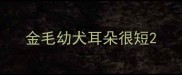 金毛幼犬耳朵很短