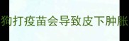 小狗打疫苗会导致皮下肿胀吗