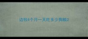 边牧4个月一天吃多少狗粮