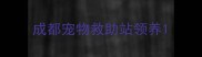 成都宠物救助站领养