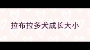 拉布拉多犬成长大小