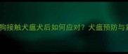 未接种疫苗的狗狗接触犬瘟犬后如何应对犬瘟预防与紧急处理全指南