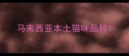 马来西亚本土猫咪品种