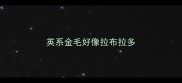 英系金毛好像拉布拉多