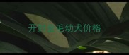 开封金毛幼犬价格