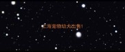 上海宠物幼犬出售