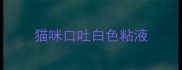 猫咪口吐白色粘液