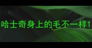 哈士奇身上的毛不一样