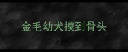 金毛幼犬摸到骨头