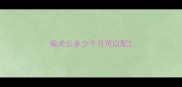 柴犬公多少个月可以配