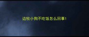 边牧小狗不吃饭怎么回事