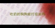 吃奶的狗狗能打疫苗吗