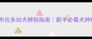 最新拉布拉多幼犬辨别指南新手必看犬种特征全