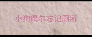 小狗偶尔忘记厕所