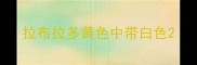 拉布拉多黄色中带白色