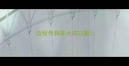 边牧母狗多大可以配