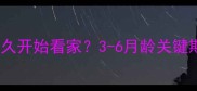 边牧幼犬多久开始看家3-6月龄关键期训练指南