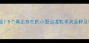 边牧的迷你版5个真正存在的小型边境牧羊犬品种及饲养全攻略