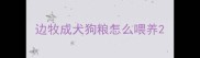 边牧成犬狗粮怎么喂养