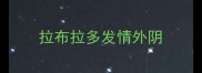 拉布拉多发情外阴