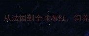 泰迪犬的起源国家从法国到全球爆红饲养指南与品种全攻略